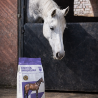 Conditioning Horse Feed in the UAE Saracen Horse Feeds 